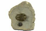 Amazing Tower Eyed Erbenochile Trilobite - Morocco #344571-3